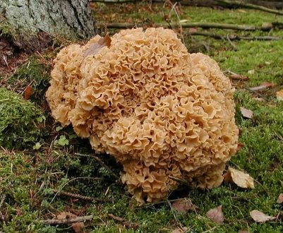 Гриб-баран: зовнішній вигляд, їстівність, властивості, можливу шкоду