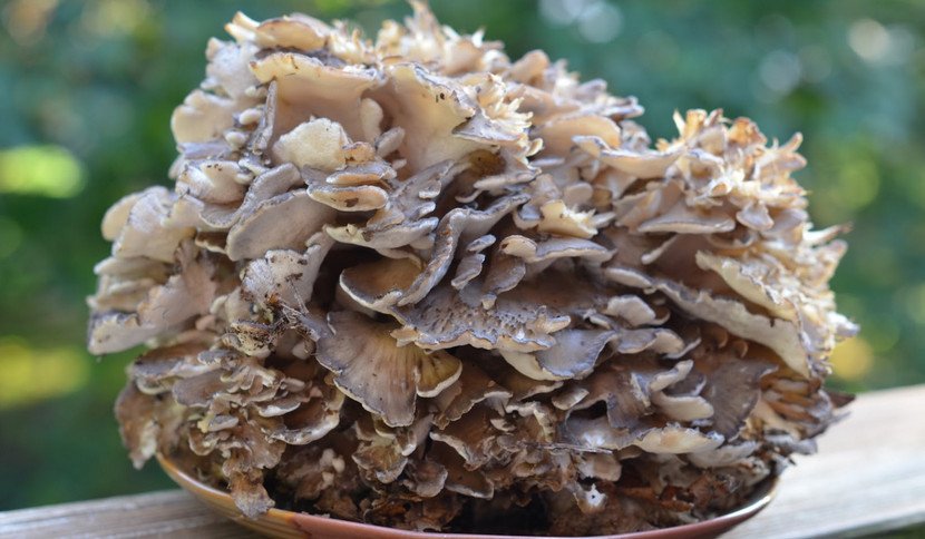 Гриб-баран: фото і опис, де і коли зростає, властивості та протипоказання