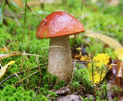 Способи сушіння красноголовців в домашніх умовах, зберігання сушених заготовок