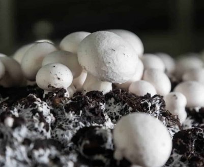 Як виростити гриби в домашніх умовах: технологія вирощування, як ростуть