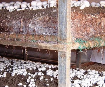 Печериці як варіант бізнесу: матеріали, обладнання, собівартість