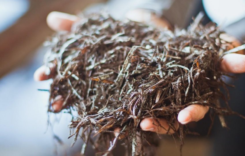 Компост для вирощування печериць