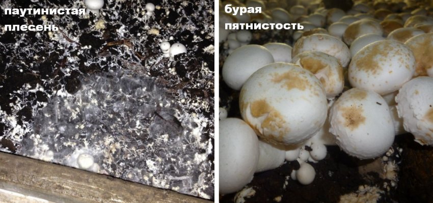 Хвороби печериць