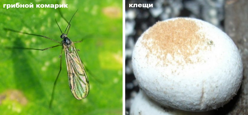 Вредители грибов Вредители грибов