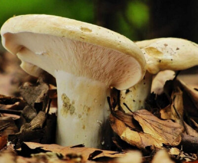 Різновиди груздів