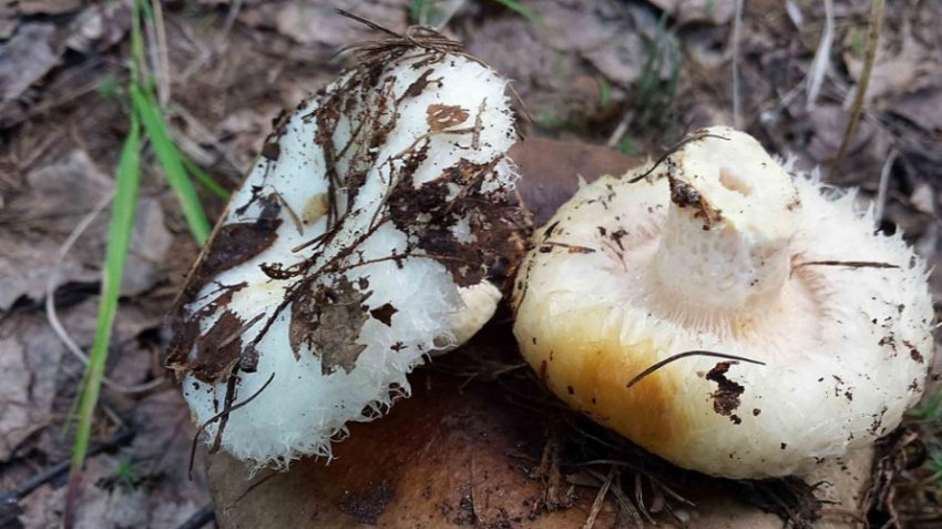 Груздь справжній