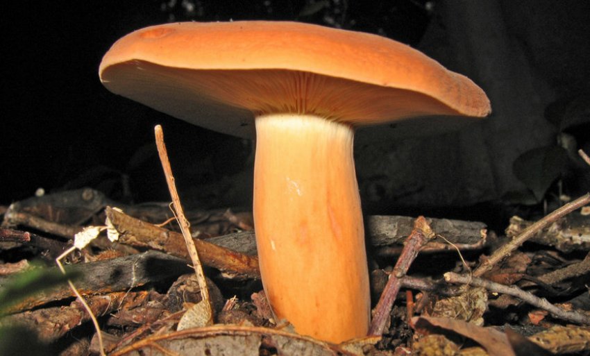 Груздь червоно-коричневий