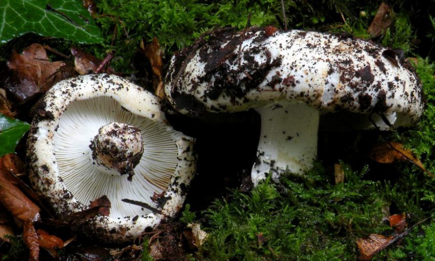 Сухої груздь