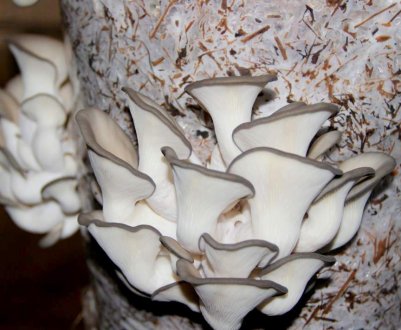 Як виростити гливи в домашніх умовах, кращі способи