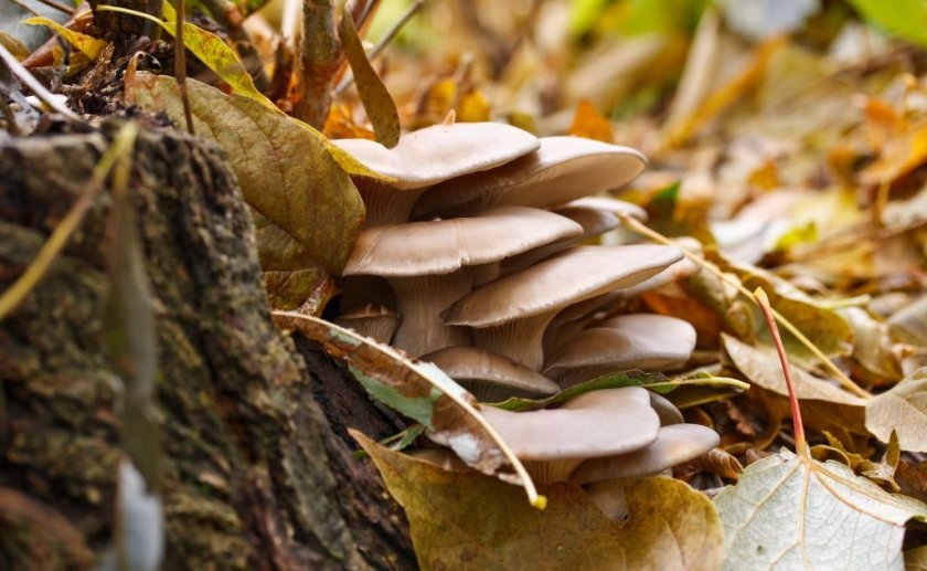 Как выращивать домашних условиях грибы вешенки?