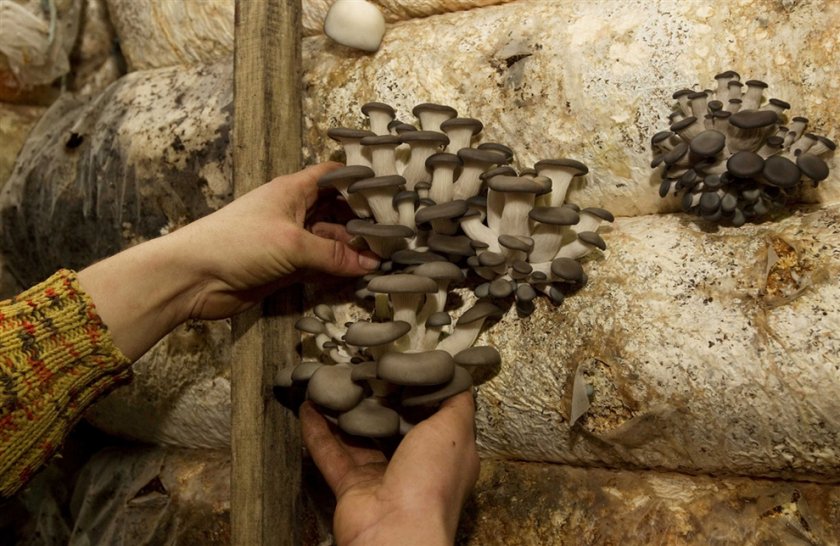 Выращиваем грибы в домашних условиях вешенки