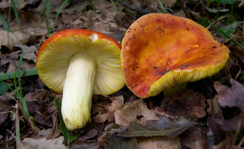 Russula aurata