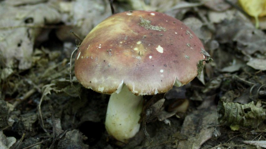 Russula alutacea