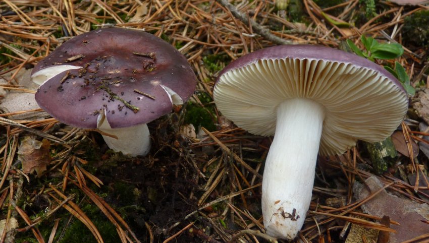 Russula caerulea