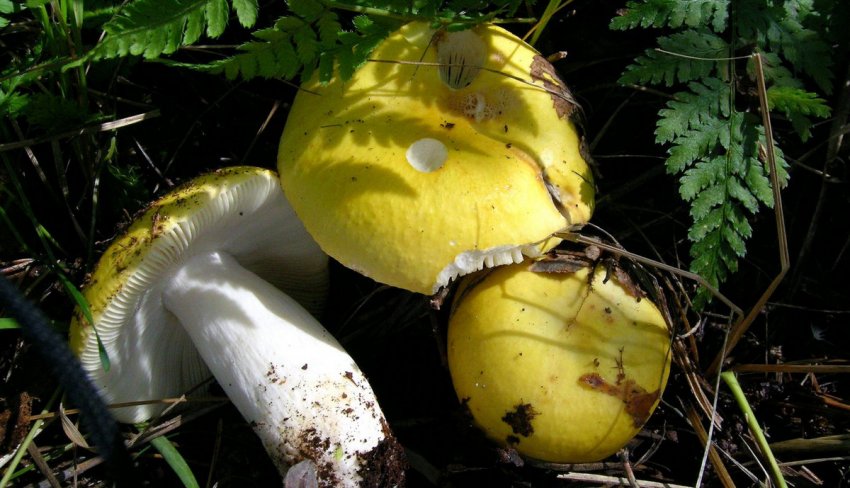 Русула кларофлава