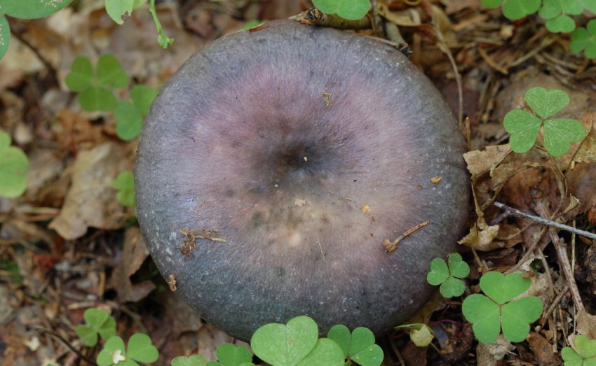 Russula cyanoxantha