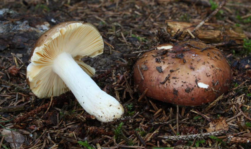 Russula integra