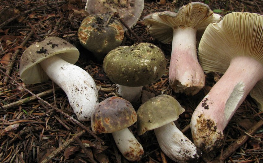 Russula olivacea