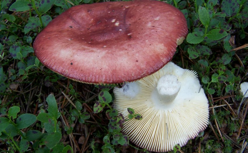 Russula paludosa