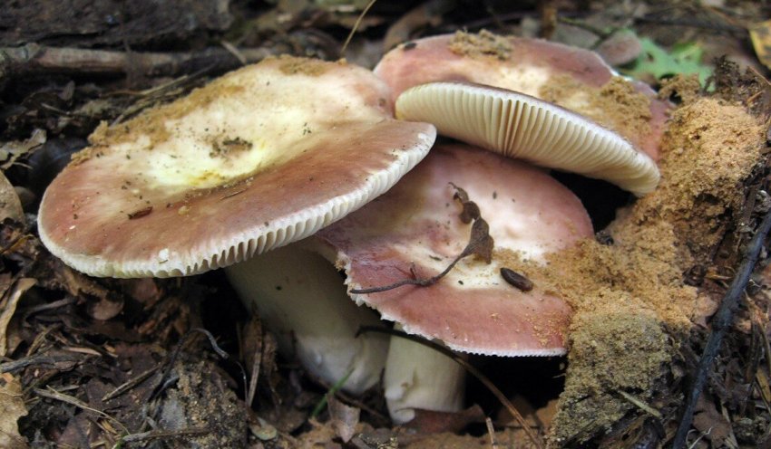 Russula vesca