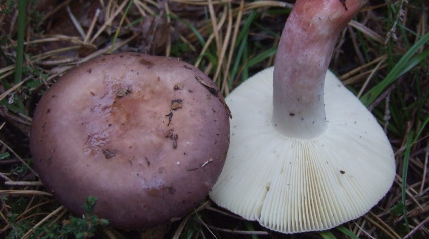 Russula turci
