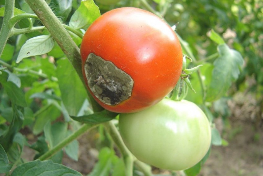 Как вылечить помидор от гнили thumbnail