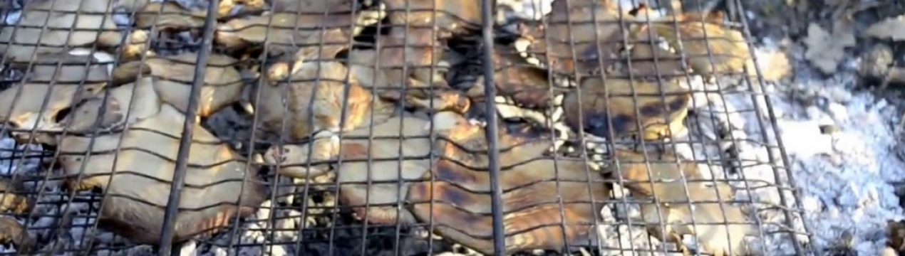 Як приготувати гливи на багатті