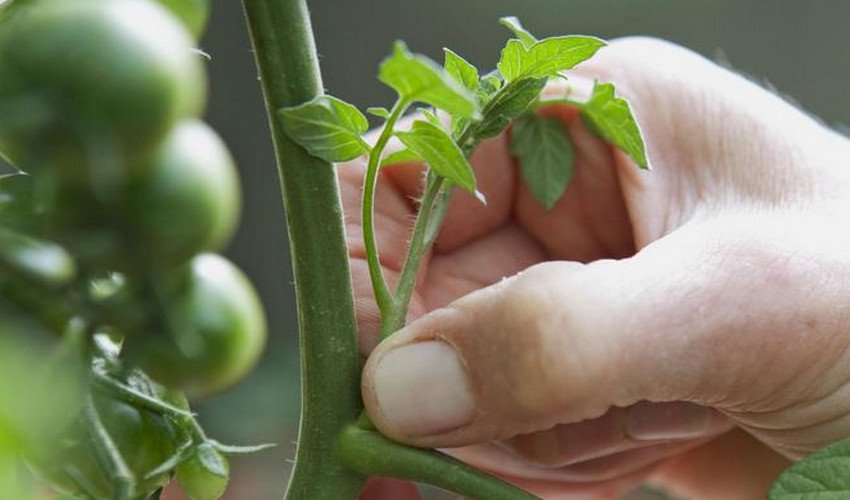 Пасинкування помідорів