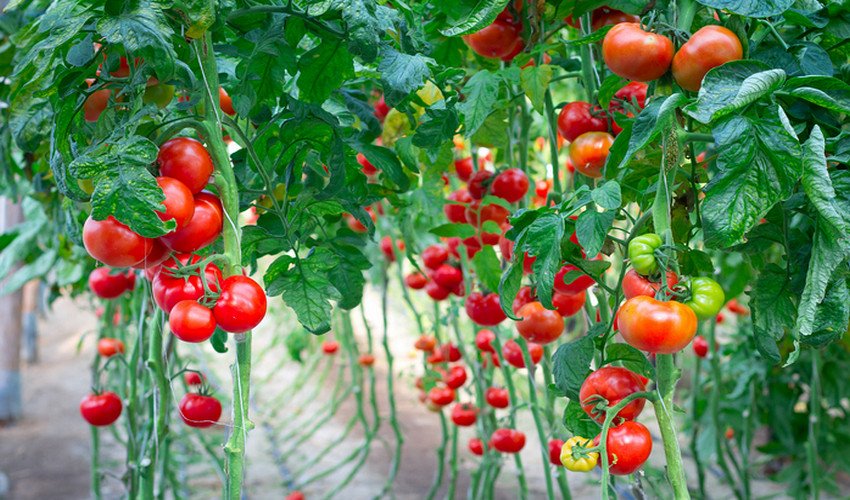 Томати у теплиці