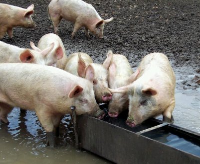 Як зробити годівницю для свиней своїми руками?