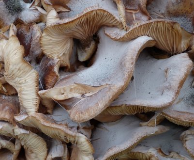 Можна їсти гливи з білим нальотом