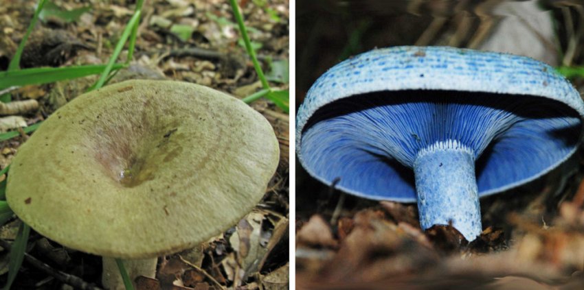 Зелений і блакитний грузді