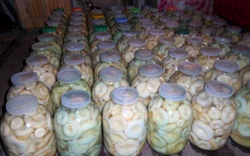 Белые Грибы В Банке Купить
