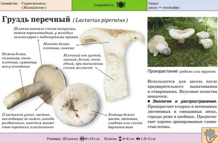 Груздь перцевий