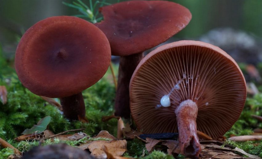 Груздь камфорний