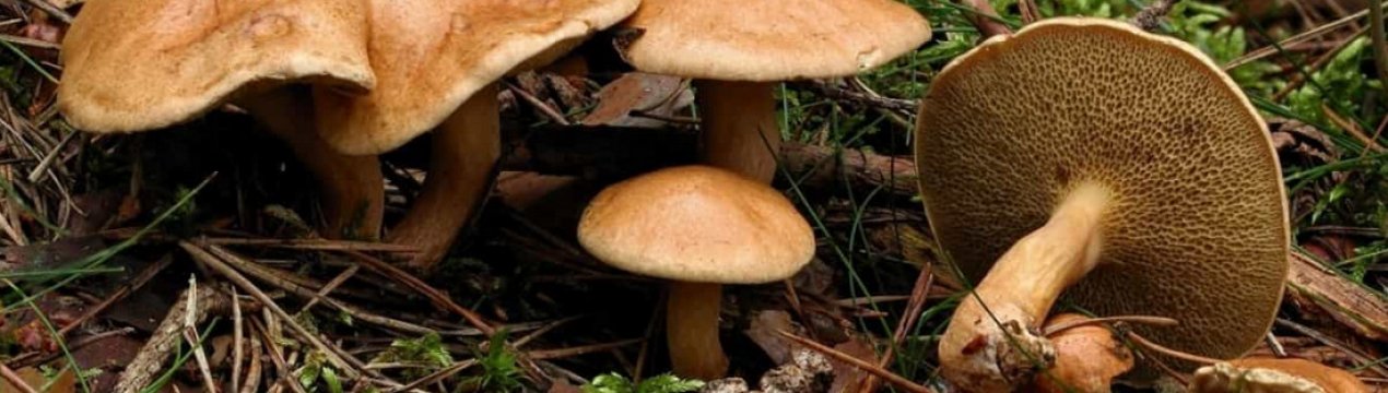 Гриб козляк: опис, їстівність, як розпізнати, де росте