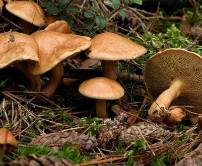 Гриб козляк: опис, їстівність, як розпізнати, де росте