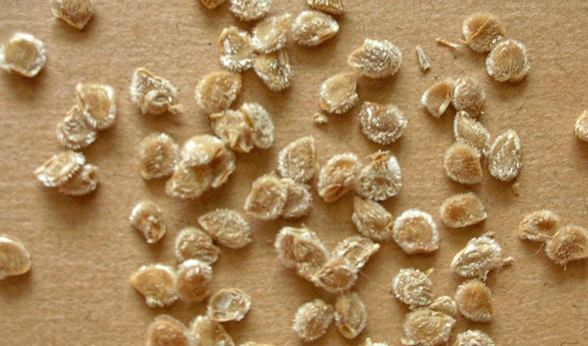 Насіння томатів