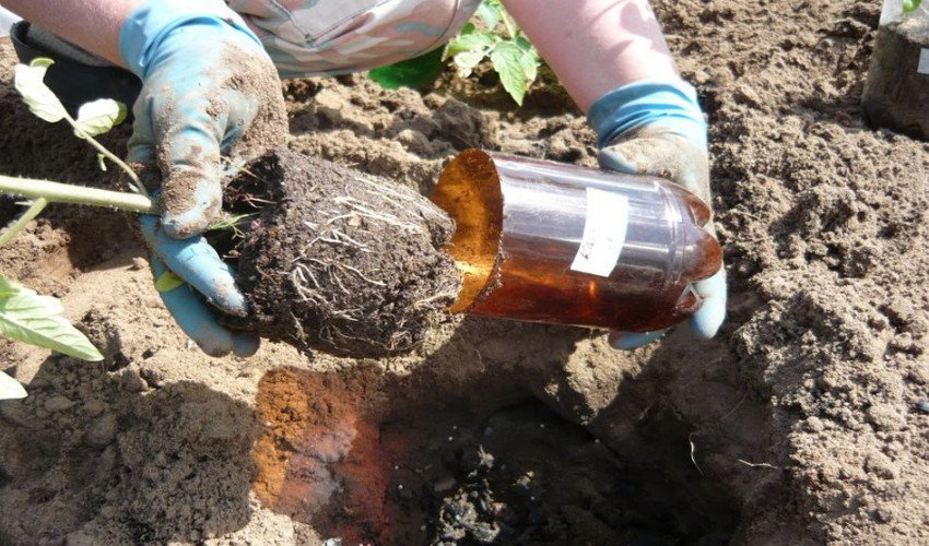 Висадка розсади