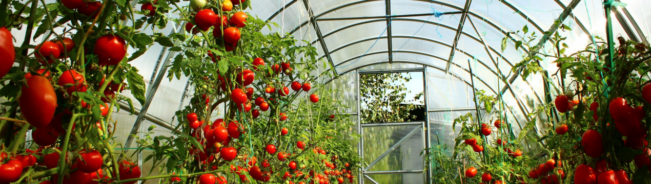 На Ставропіллі розширюється інноваційний тепличний комплекс