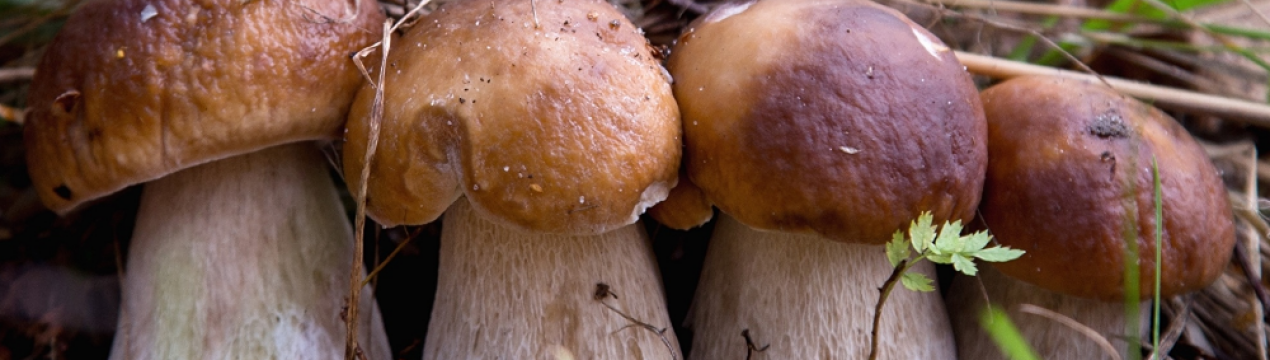 Де і коли з'являються білі гриби