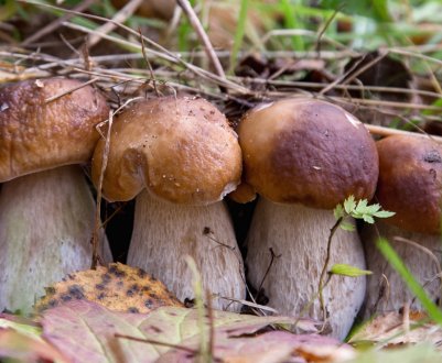 Де і коли з'являються білі гриби