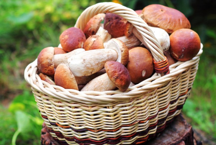 Білі гриби Білі гриби