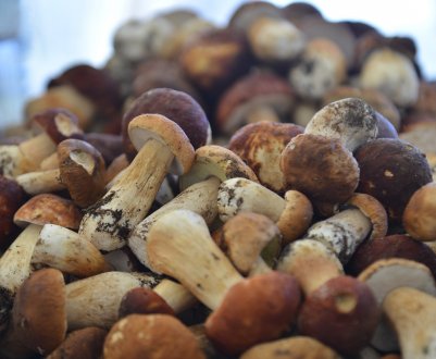 Промислове вирощування білих грибів