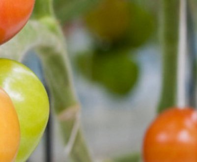Що потрібно зробити, щоб помідори швидше червоніли