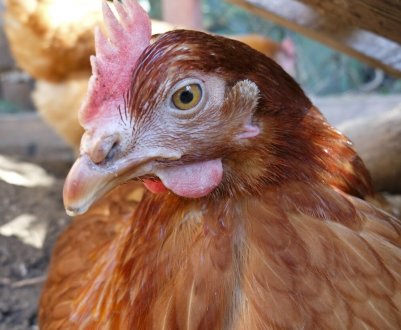 Українські птахівники наростили поголів'я свійської птиці