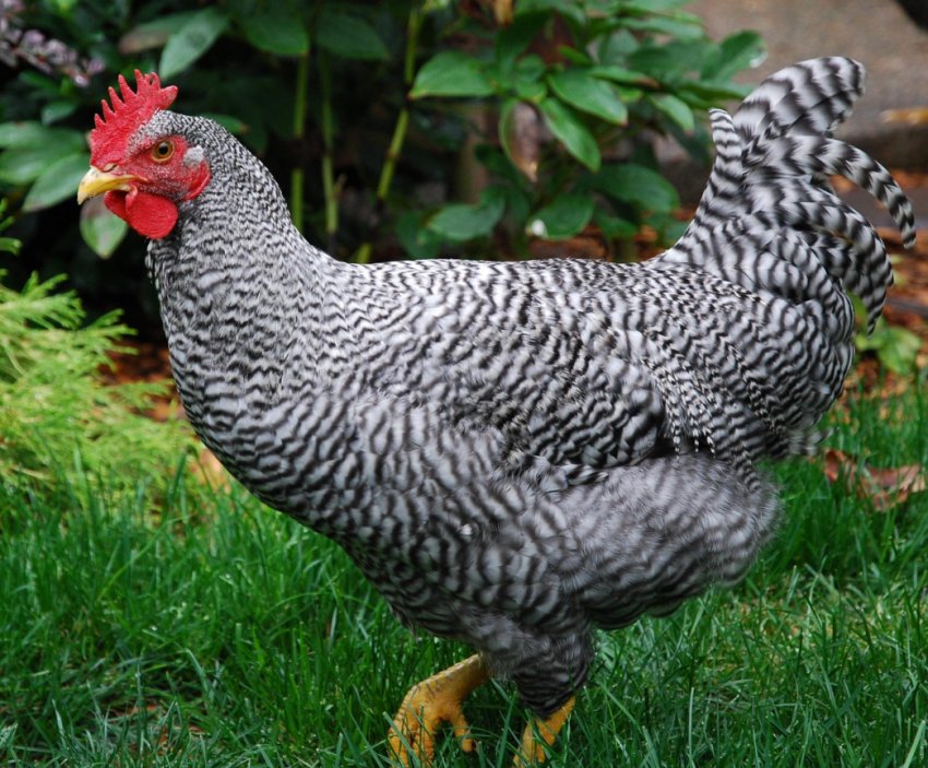 Українські птахівники наростили поголів'я свійської птиці