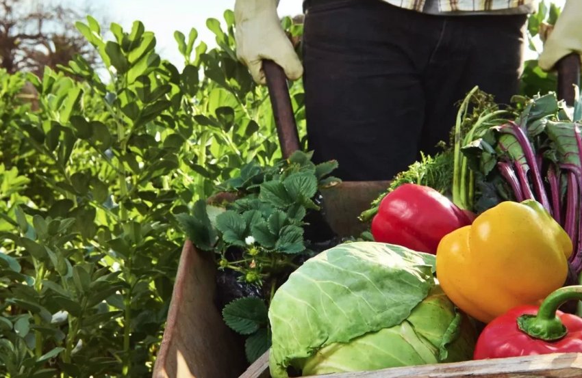 В Полтавській області з'явилося ще одне органічне господарство В Полтавській області з'явилося ще одне органічне господарство
