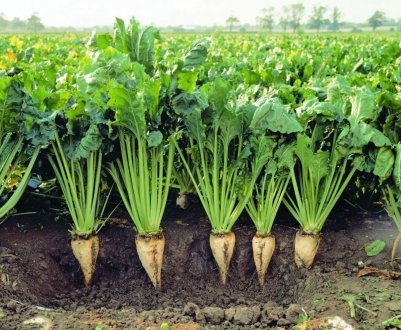 Цукрові буряки в центральних областях України вражена гниллю