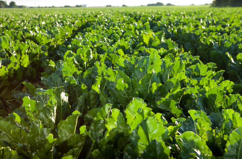 Цукрові буряки в центральних областях України вражена гниллю Цукрові буряки в центральних областях України вражена гниллю